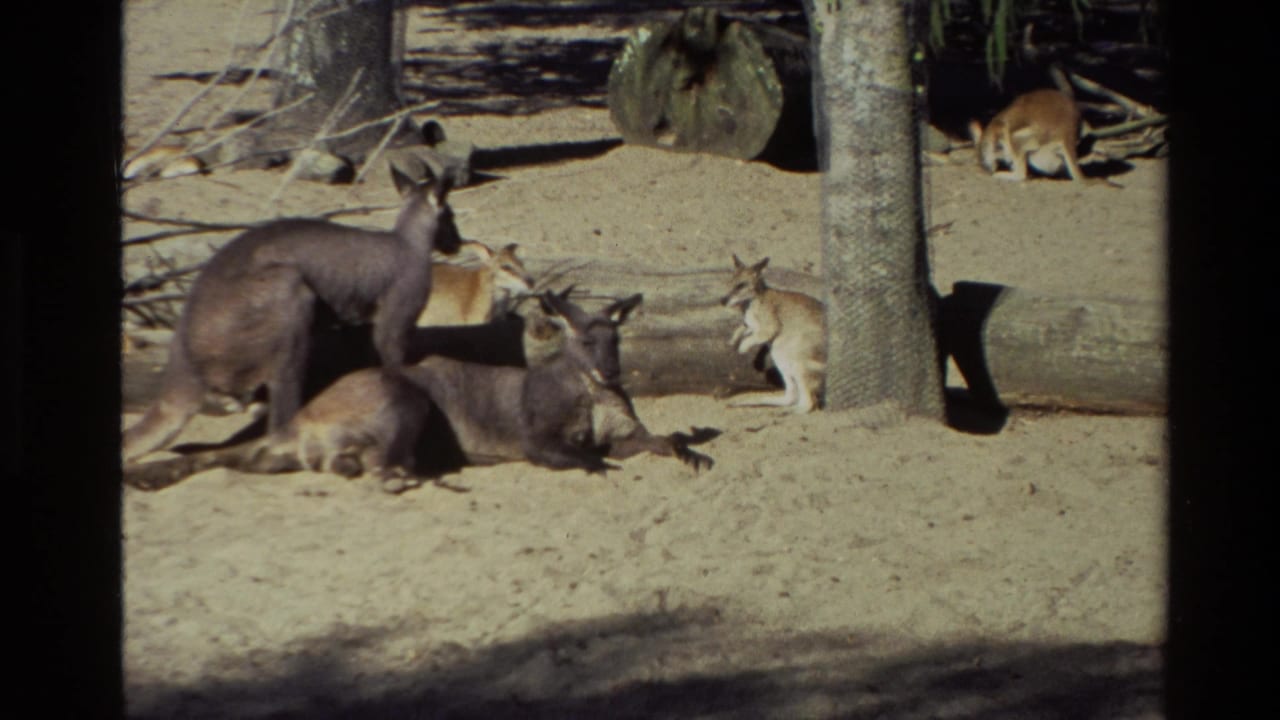 1981 New Zealand 8mm frame showing multiple kangaroos in a sandy zoo-style enclosure with logs and a tree trunk.