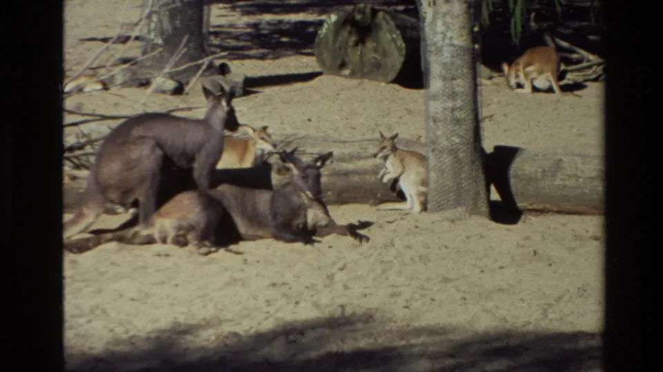 1981 New Zealand 8mm frame showing multiple kangaroos in a sandy zoo-style enclosure with logs and a tree trunk.