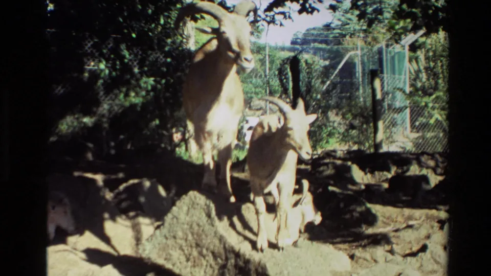 1981 New Zealand 8mm frame showing two light-colored hoofed animals on rocks near wire fencing in a zoo-style setting.