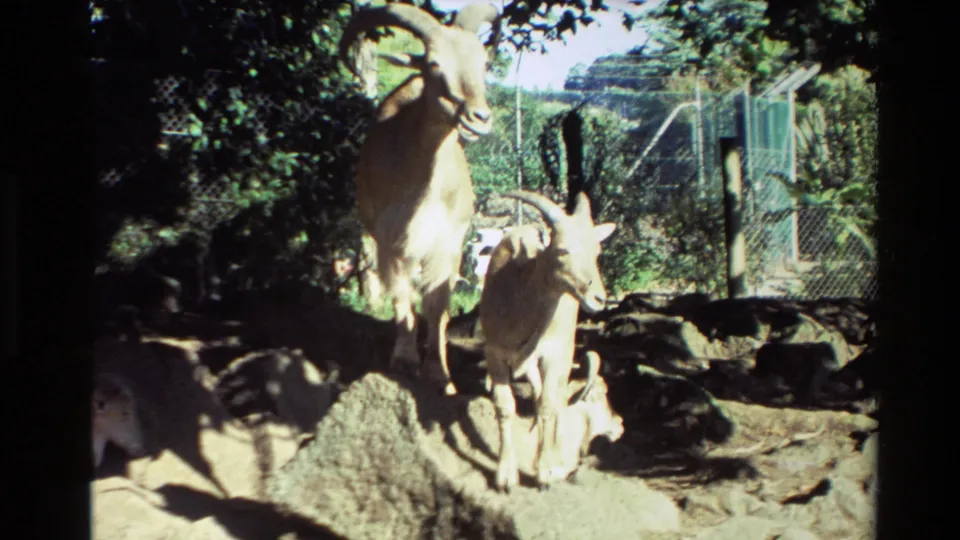 1981 New Zealand 8mm frame showing light-colored hoofed animals on rocks with fencing and vegetation behind them.
