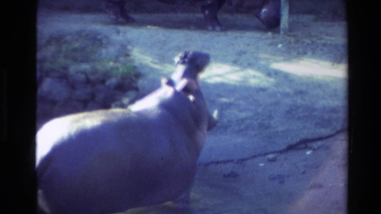 Hippopotamus beside shallow water in a zoo enclosure.