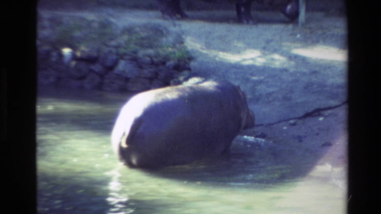 Hippopotamus partly submerged in water near a stone wall.