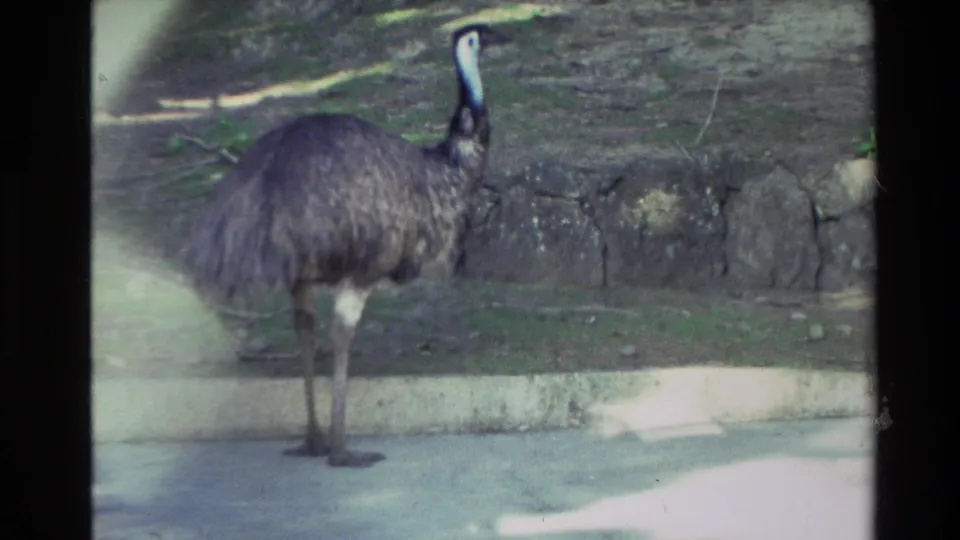 An emu stands on a paved zoo path beside a low concrete curb and stone edging, seen in soft 1981 New Zealand home-movie footage.