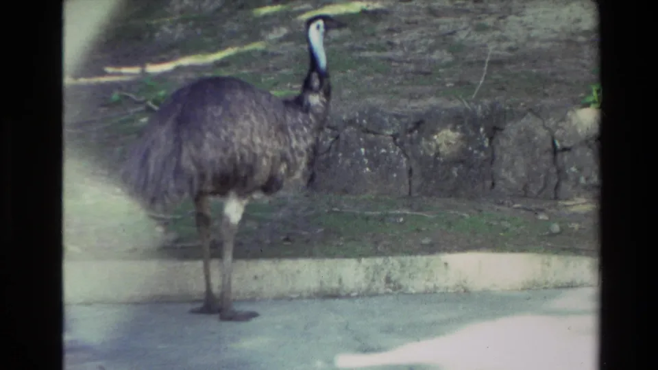 An emu remains near a low curb and stone border in a zoo enclosure area, with soft focus and blue-green small-gauge film color.
