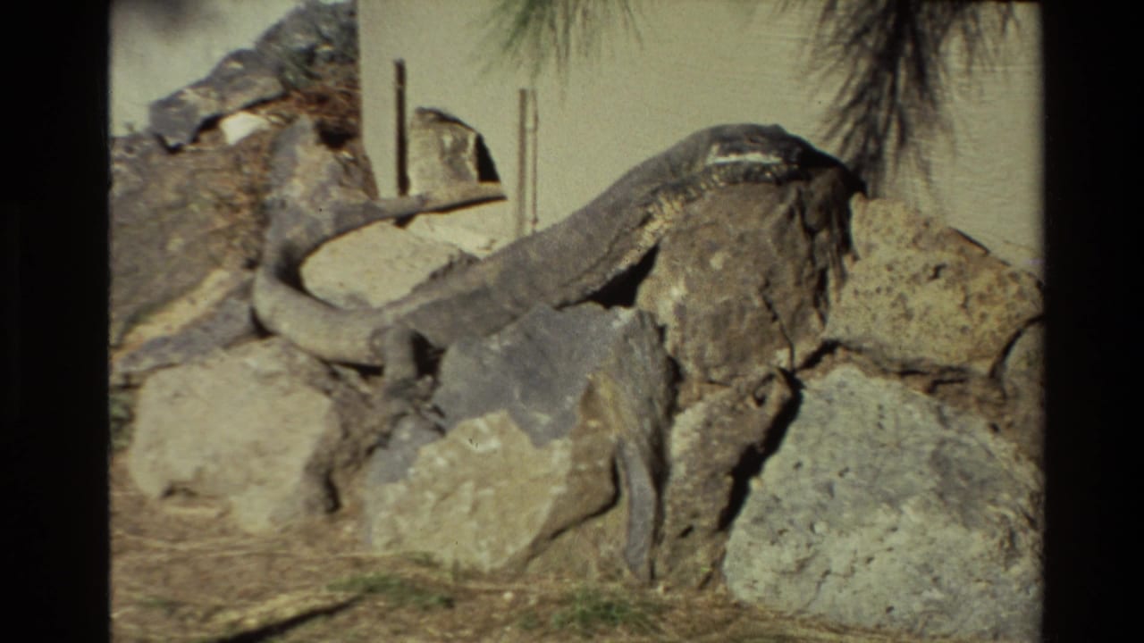 1981 New Zealand 8mm frame showing a large lizard stretched across rocks, with sandy ground and vertical posts in the background.