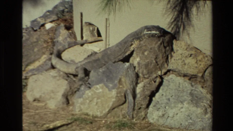 1981 New Zealand 8mm frame showing a large lizard stretched across rocks, with sandy ground and vertical posts in the background.