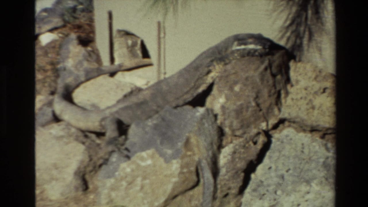 1981 New Zealand 8mm frame with a large lizard on rocks, slightly soft from camera motion or focus, and sparse enclosure details behind it.