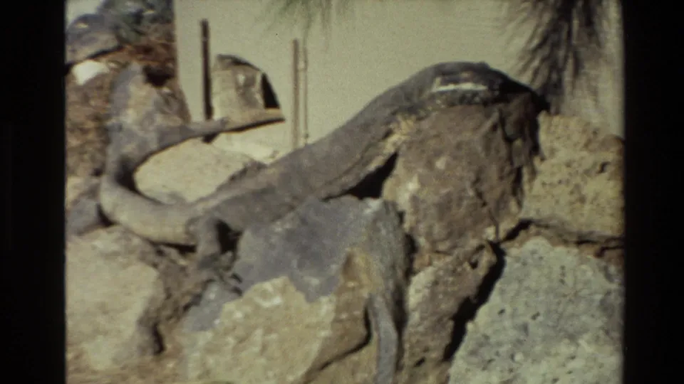 1981 New Zealand 8mm frame with a large lizard on rocks, slightly soft from camera motion or focus, and sparse enclosure details behind it.