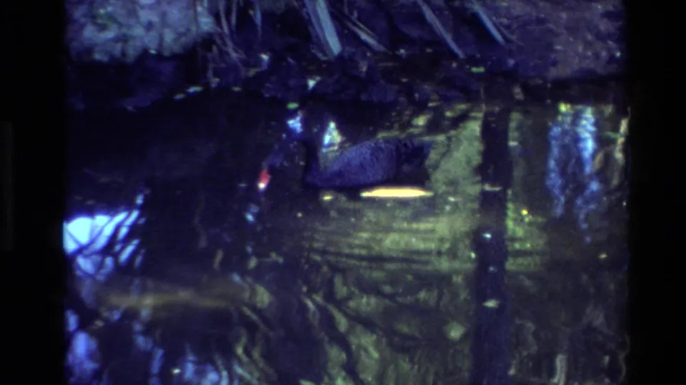 1981 New Zealand 8mm frame showing a duck moving across a dim pond, surrounded by dark reflections, rippled water, and foliage shadows.