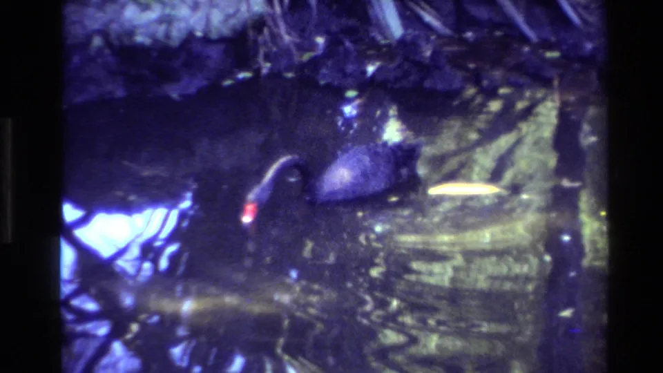1981 New Zealand 8mm frame with a duck and red beak crossing a murky pond, with purple-blue reflections and rippled water around it.