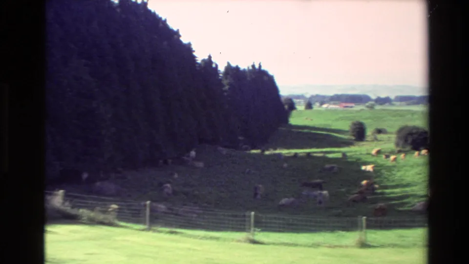 1981 New Zealand 8mm frame with cows grazing in green pasture near a dark tree line and fence posts.