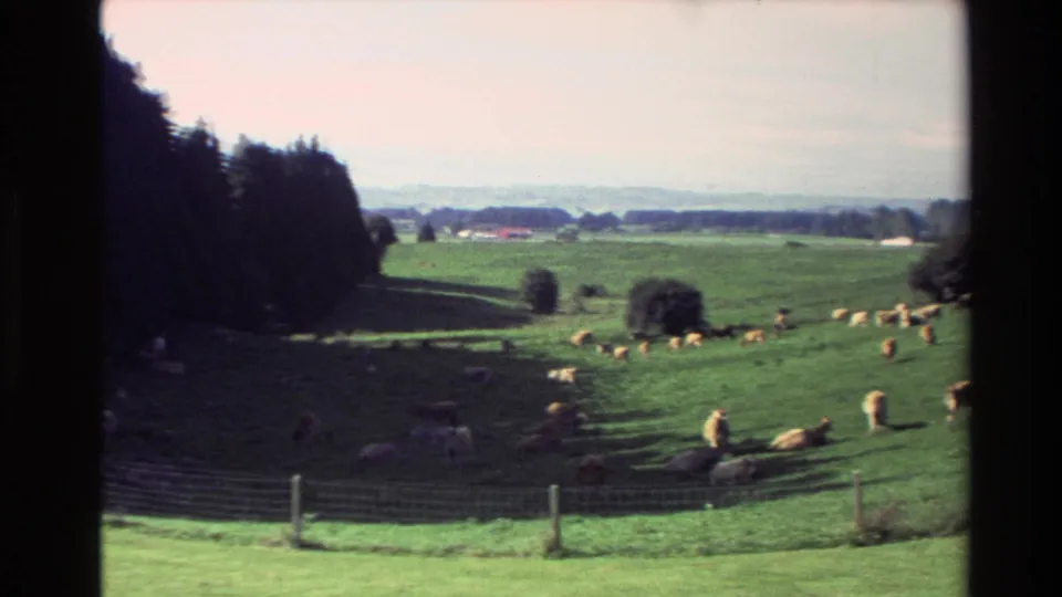 1981 New Zealand rural frame showing cows in a fenced green field with trees and hazy hills in the distance.