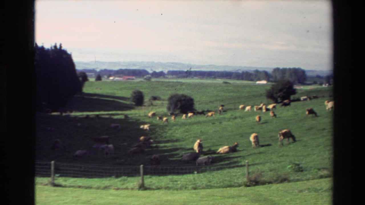 Wide green pasture with cattle grazing and resting behind a foreground wire fence.