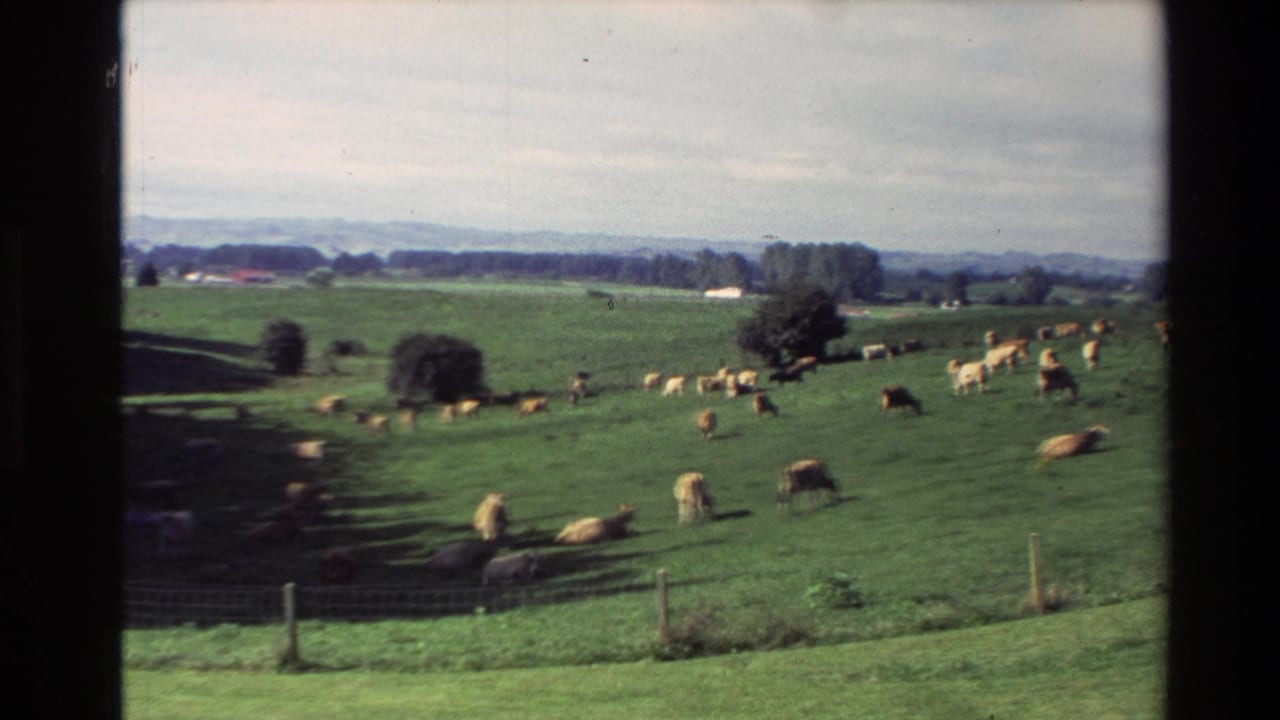1981 New Zealand rural frame with cows on a rolling green field, foreground fencing, scattered trees, and small distant buildings.
