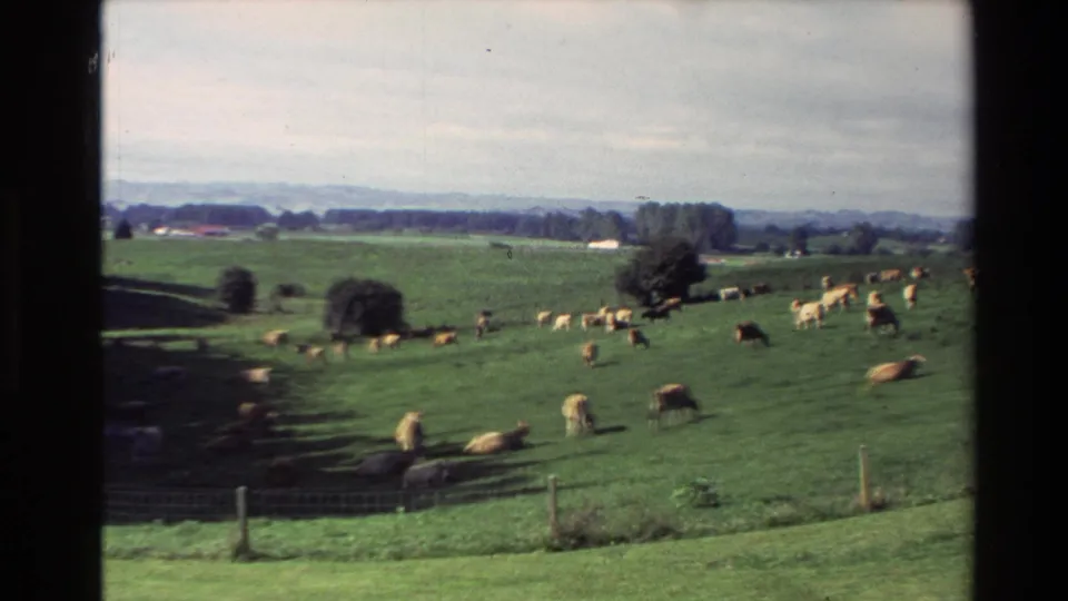 1981 New Zealand rural frame with cows on a rolling green field, foreground fencing, scattered trees, and small distant buildings.