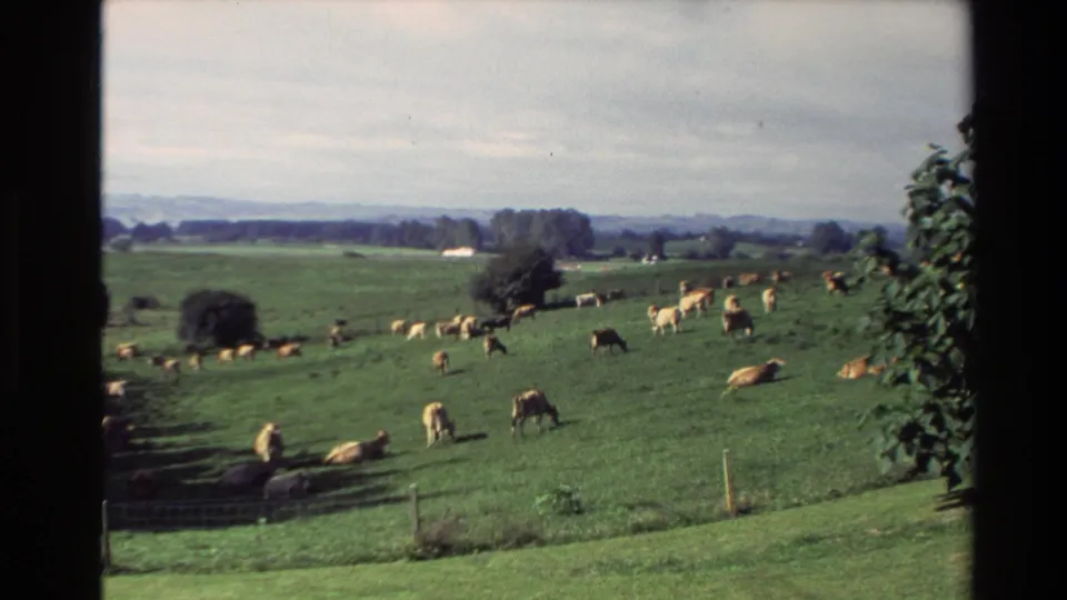 1981 New Zealand home-movie view of cattle grazing and resting in a green pasture, with a fence line and leafy edge vegetation.