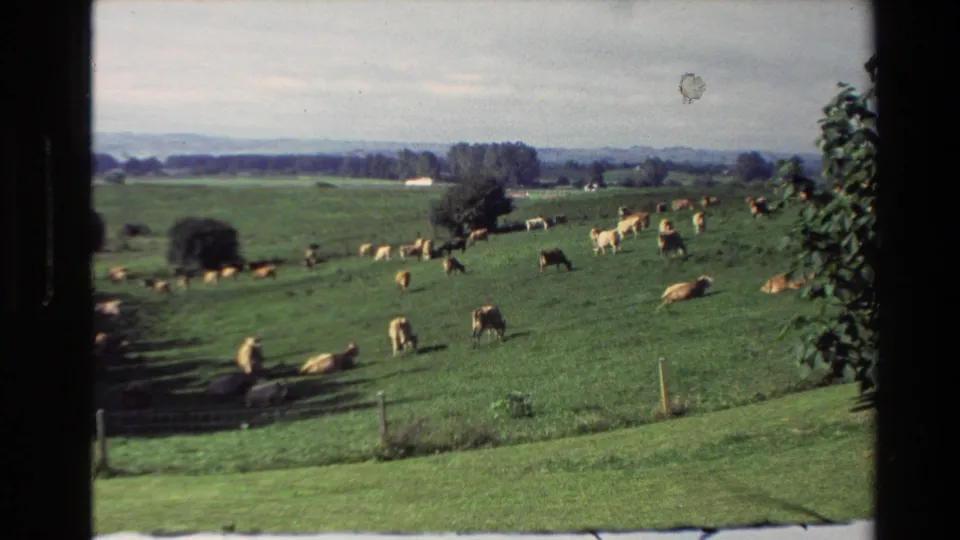 1981 New Zealand frame showing numerous cattle across a lush pasture, with fence posts, tree clusters, and hills under a pale sky.