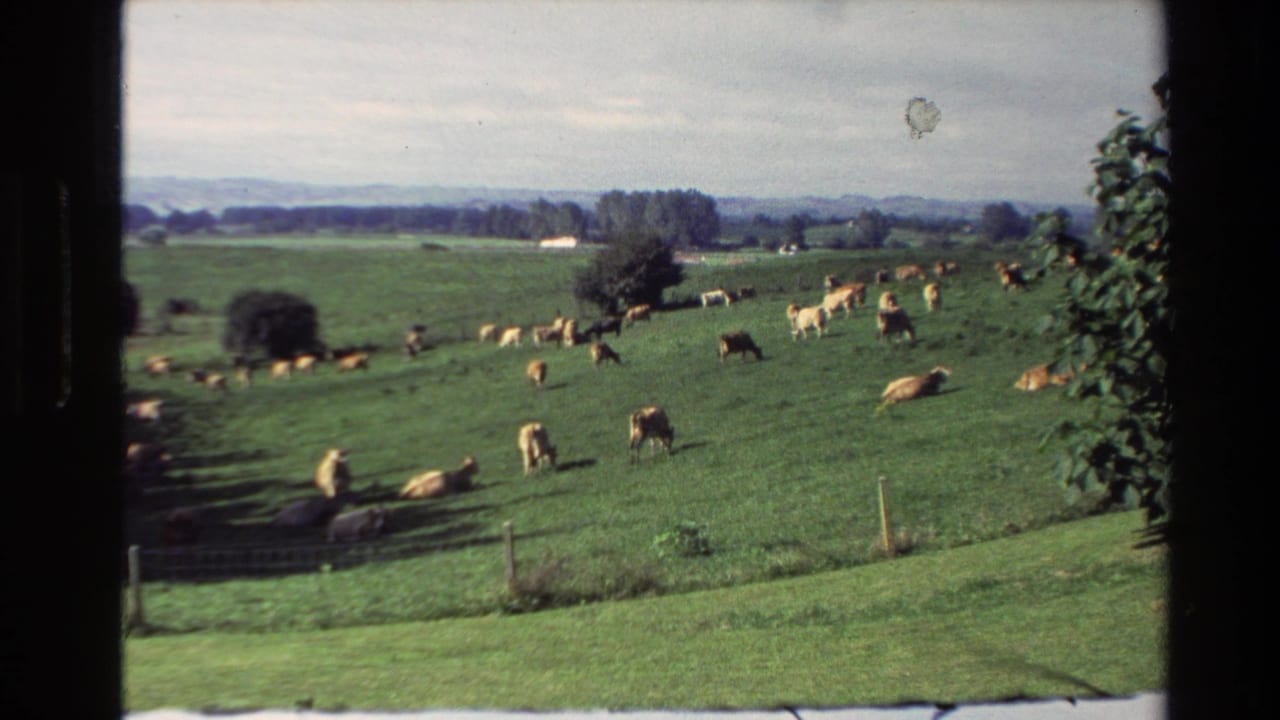 Cows graze and rest in a green pasture with trees and hills beyond.
