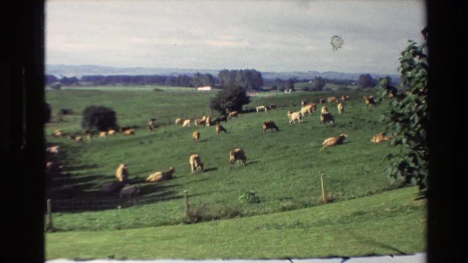 1981 New Zealand rural frame with cattle across a sloping green field, distant tree lines and foliage along the right edge.