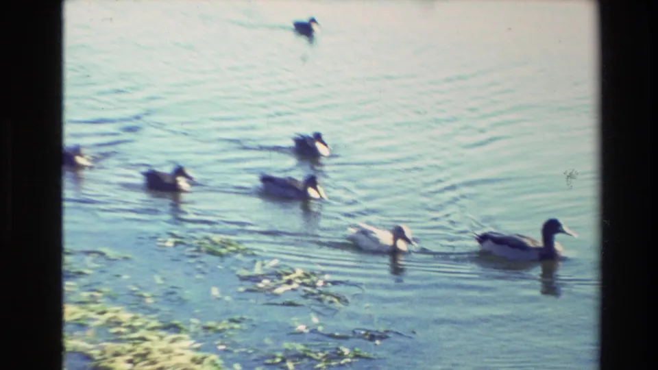 1981 New Zealand 8mm lake cutaway with several ducks swimming across rippled water near aquatic plants.