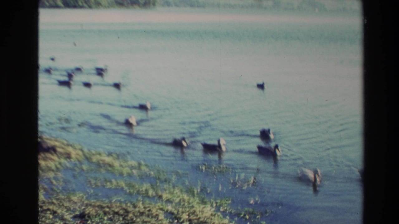 1981 New Zealand 8mm frame showing geese moving across calm lake water beside aquatic plants and a distant shoreline.