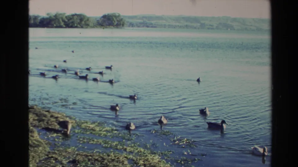 1981 New Zealand 8mm frame with geese scattered across rippled lake water, aquatic plants and low wooded hills in the distance.