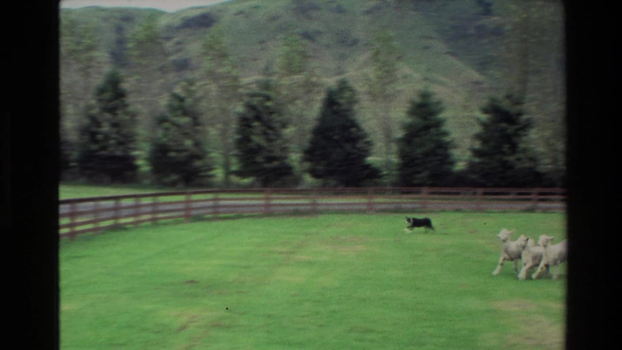In New Zealand 1981 home-movie footage, a black and white dog moves toward lambs across a fenced green pasture with hills behind.