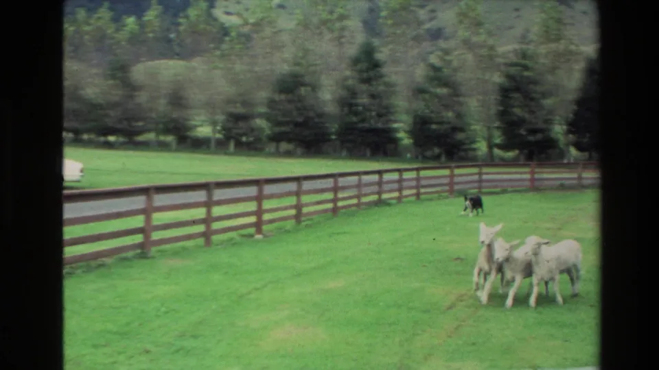 The dog guides a small group of lambs across a bright green New Zealand pasture bordered by a wooden rail fence.