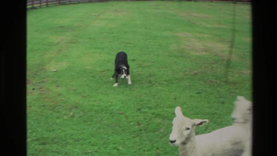 A low home-movie view shows the herding dog facing lambs in the foreground of a fenced New Zealand pasture.