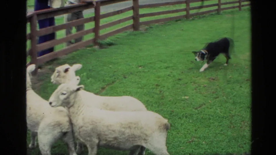 A black and white dog stands near lambs beside a wooden fence, with partial visitors visible behind the rails in 1981 New Zealand footage.