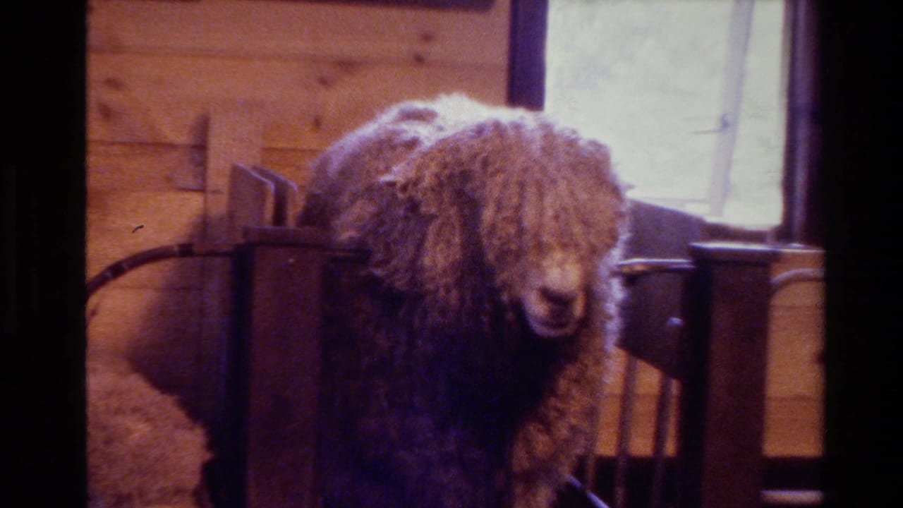 Woolly sheep standing inside a wooden interior near railings.