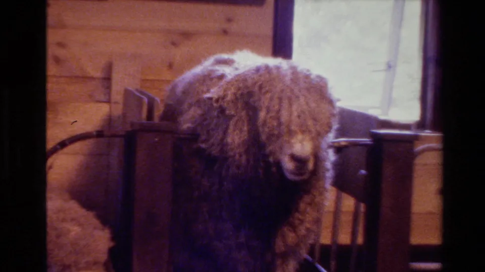 Thick-fleeced sheep faces the camera inside a wooden New Zealand interior in 1981 home-movie footage.