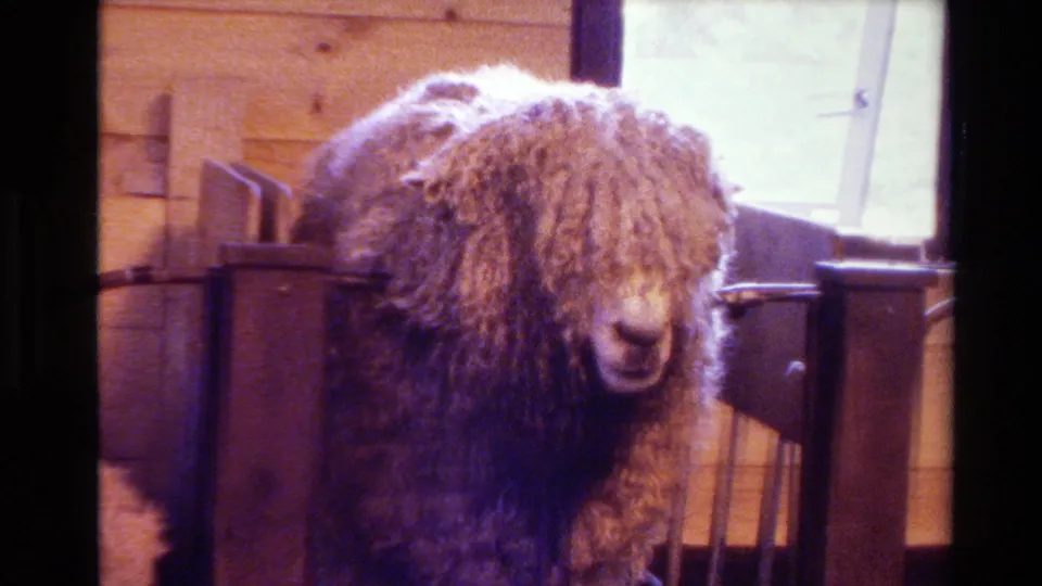 A curly-fleeced sheep stands close to wooden rails in warm 1981 New Zealand 8mm footage.