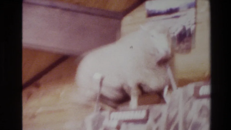 Motion-blurred sheep appears to climb or shift across a wooden indoor structure in 1981 home-movie footage.