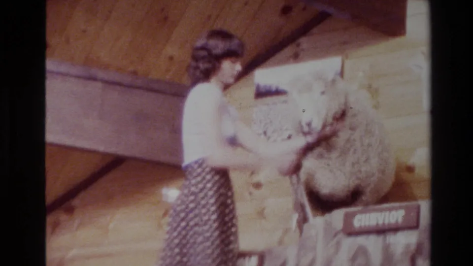 A woman in a sleeveless top and patterned skirt handles a sheep beside a Cheviot sign in 1981 New Zealand footage.
