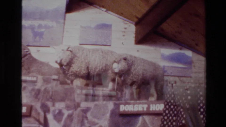 Several taxidermied sheep are shown on pedestals with breed signage, including a visible sign reading Dorset Horn.