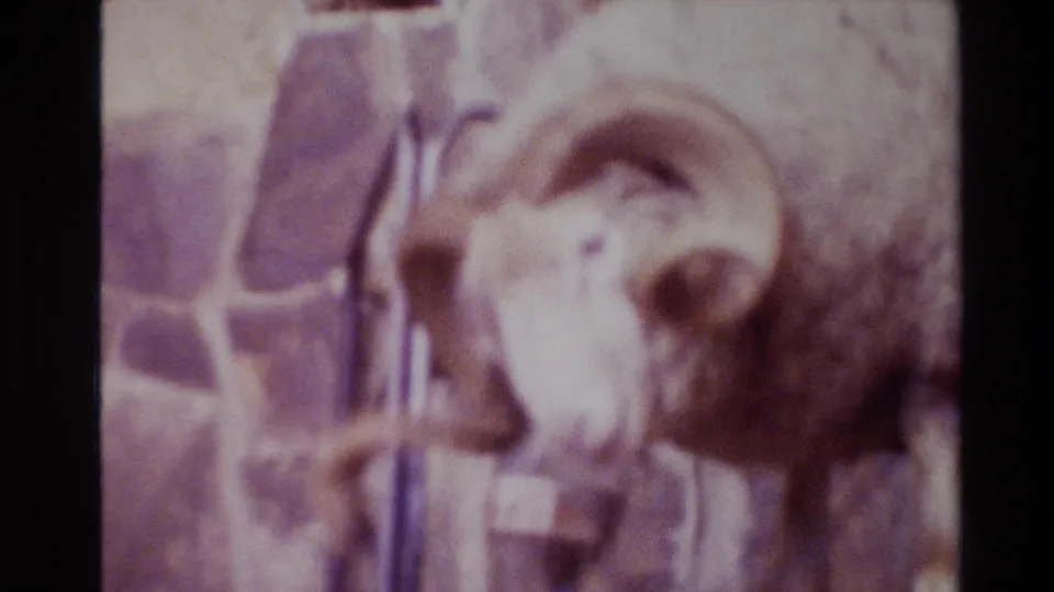 Close 8mm view of a mounted sheep head in the exhibition, with soft focus and faded color from the home-movie scan.