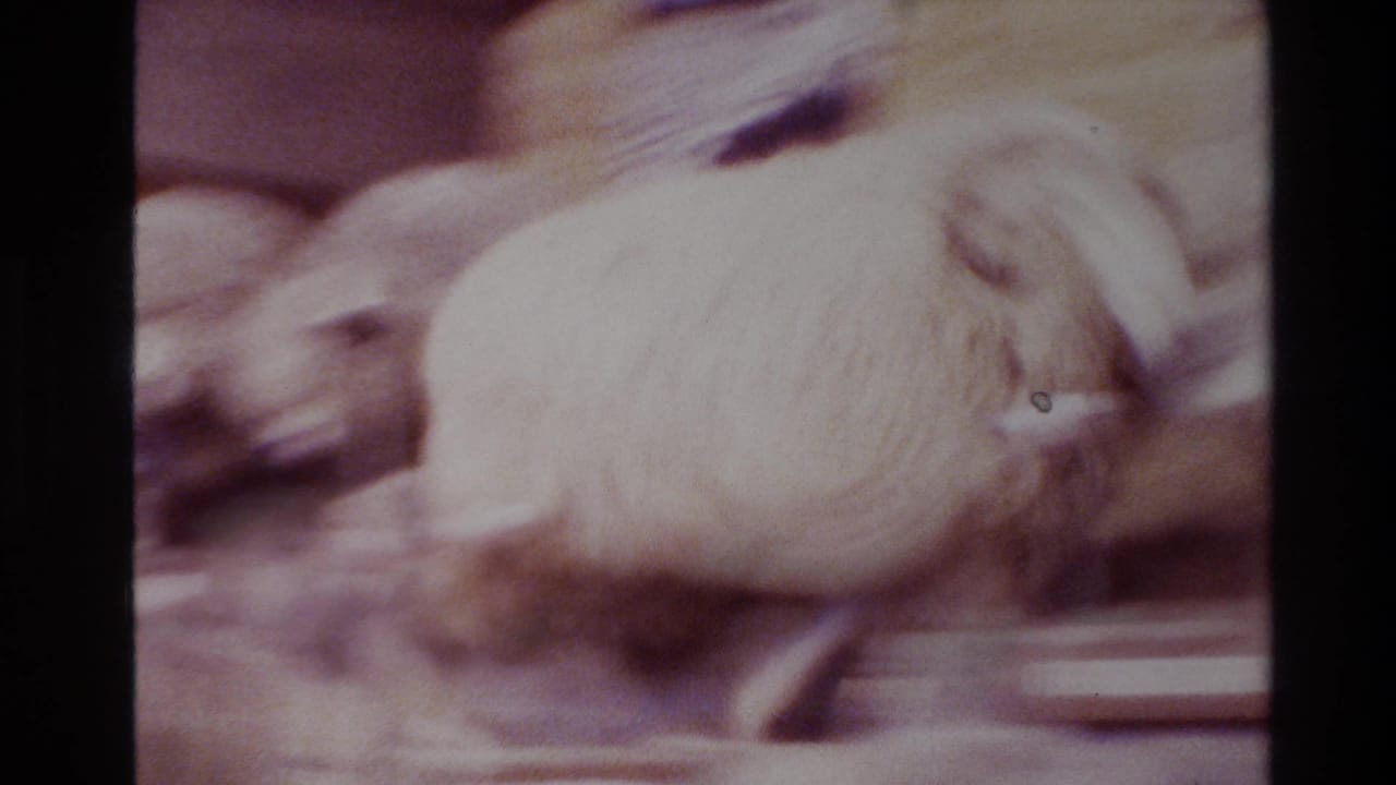 Soft 8mm frame of a woolly sheep moving through a wooden barn in New Zealand, 1981 metadata context.