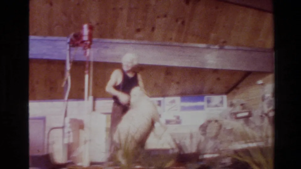 Adult man in dark clothing shears a sheep inside a wooden barn during 1981 New Zealand home-movie footage.