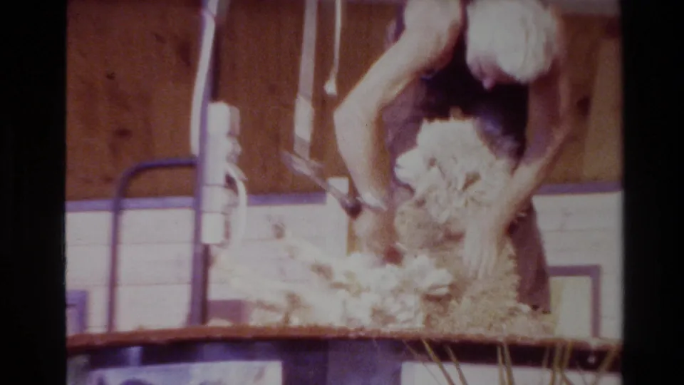 The worker uses electric clippers on the sheep's fleece, with loose wool spreading across the platform in the indoor shearing area.