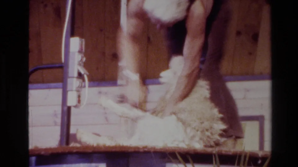 The worker leans over the sheep and guides the clippers through its fleece, with pale wool gathered on the platform and shed wall behind.
