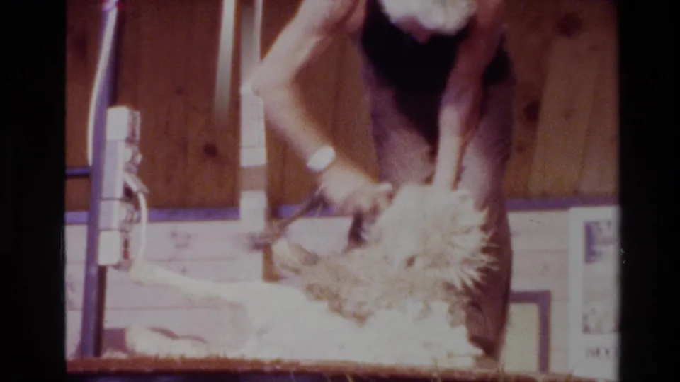 The shearing continues near the sheep's head, with the worker, clippers, wood-paneled shed wall, and electrical outlet visible in the frame.