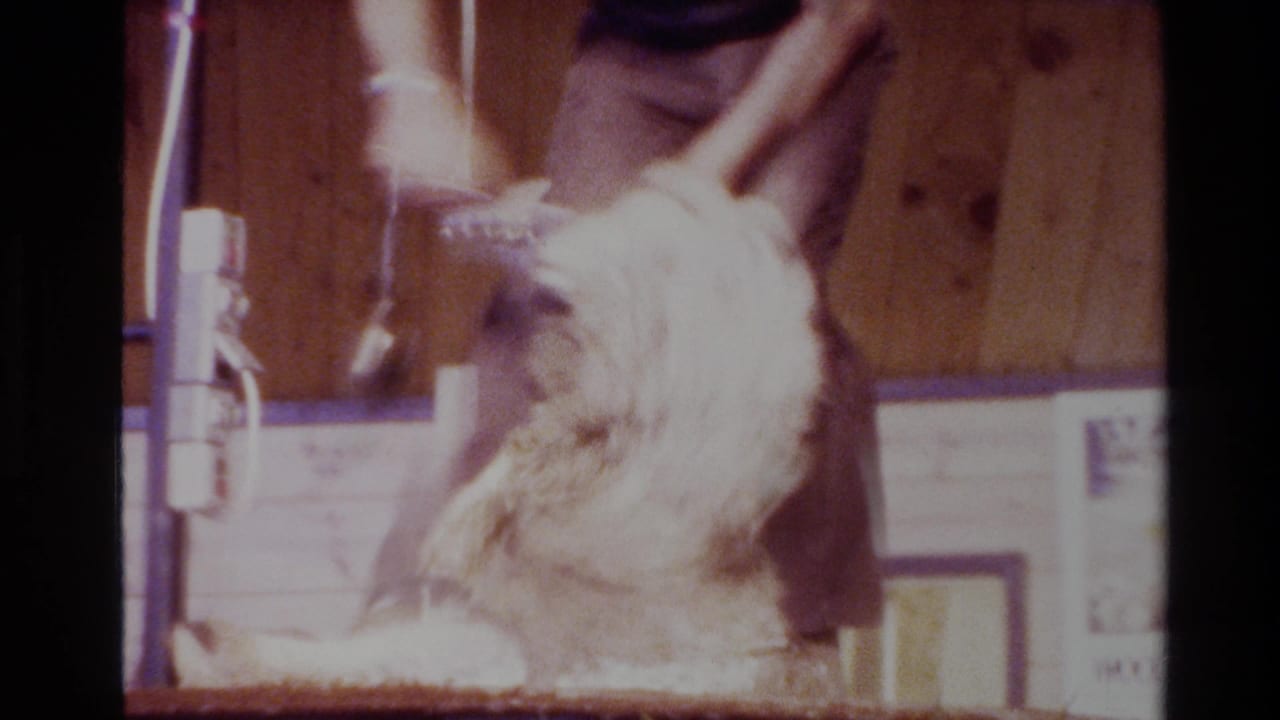1981 New Zealand 8mm frame showing a shearer handling a sheep during electric clipper shearing inside a wooden barn.