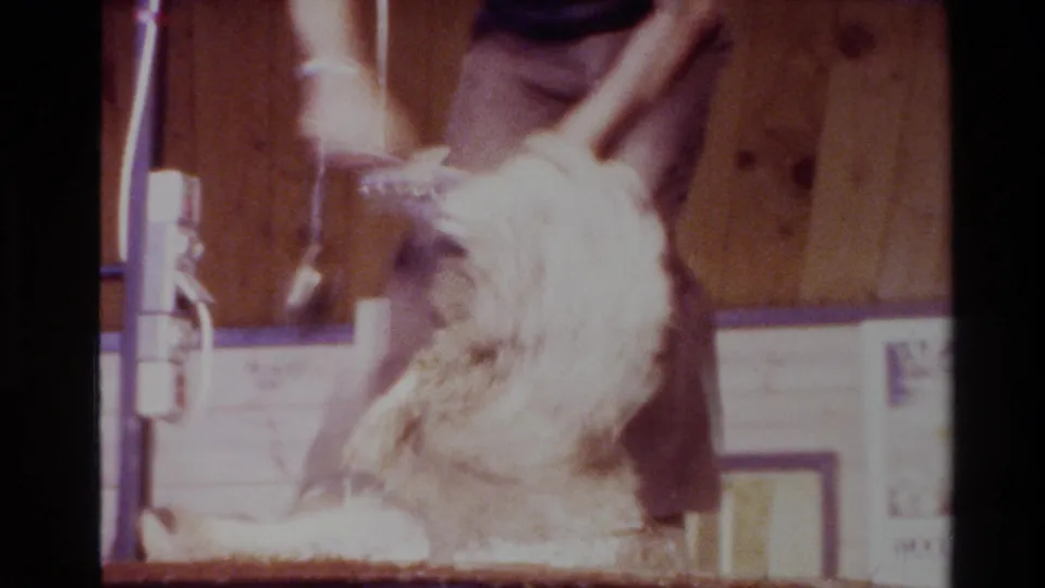 1981 New Zealand 8mm frame showing a shearer handling a sheep during electric clipper shearing inside a wooden barn.