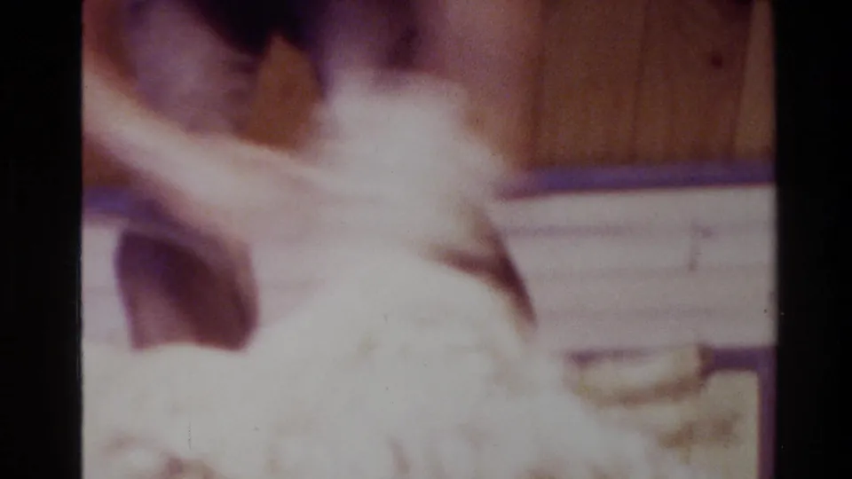 Soft 8mm frame from New Zealand showing close sheep fleece handling during shearing, with the worker partly cropped.