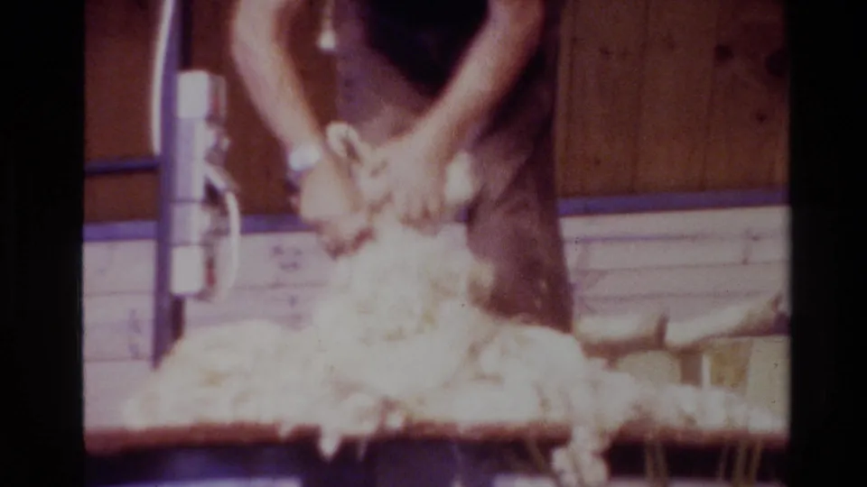 The shearer bends over the sheep on a wooden platform in a New Zealand barn while loose wool spreads across the work area.