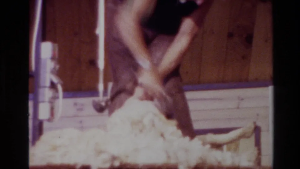 A 1981 New Zealand 8mm frame shows the shearer leaning over the sheep as a pale fleece pile fills the foreground.