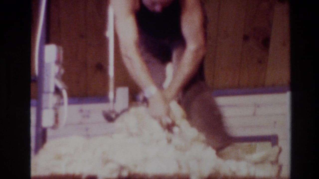 Man bends over a sheep while shearing wool inside a wooden barn.
