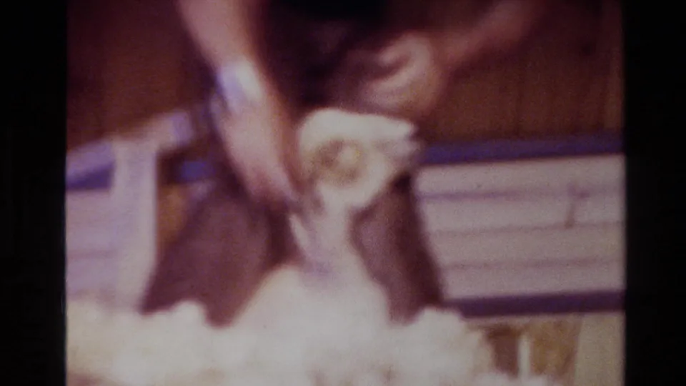 The sheep is held upright while the man shears it, with soft focus and warm 8mm color in the barn setting.