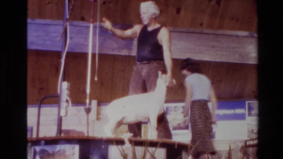 The man pauses beside the sheep with shearing equipment while the woman bends nearby, with wool signage visible on the wall.